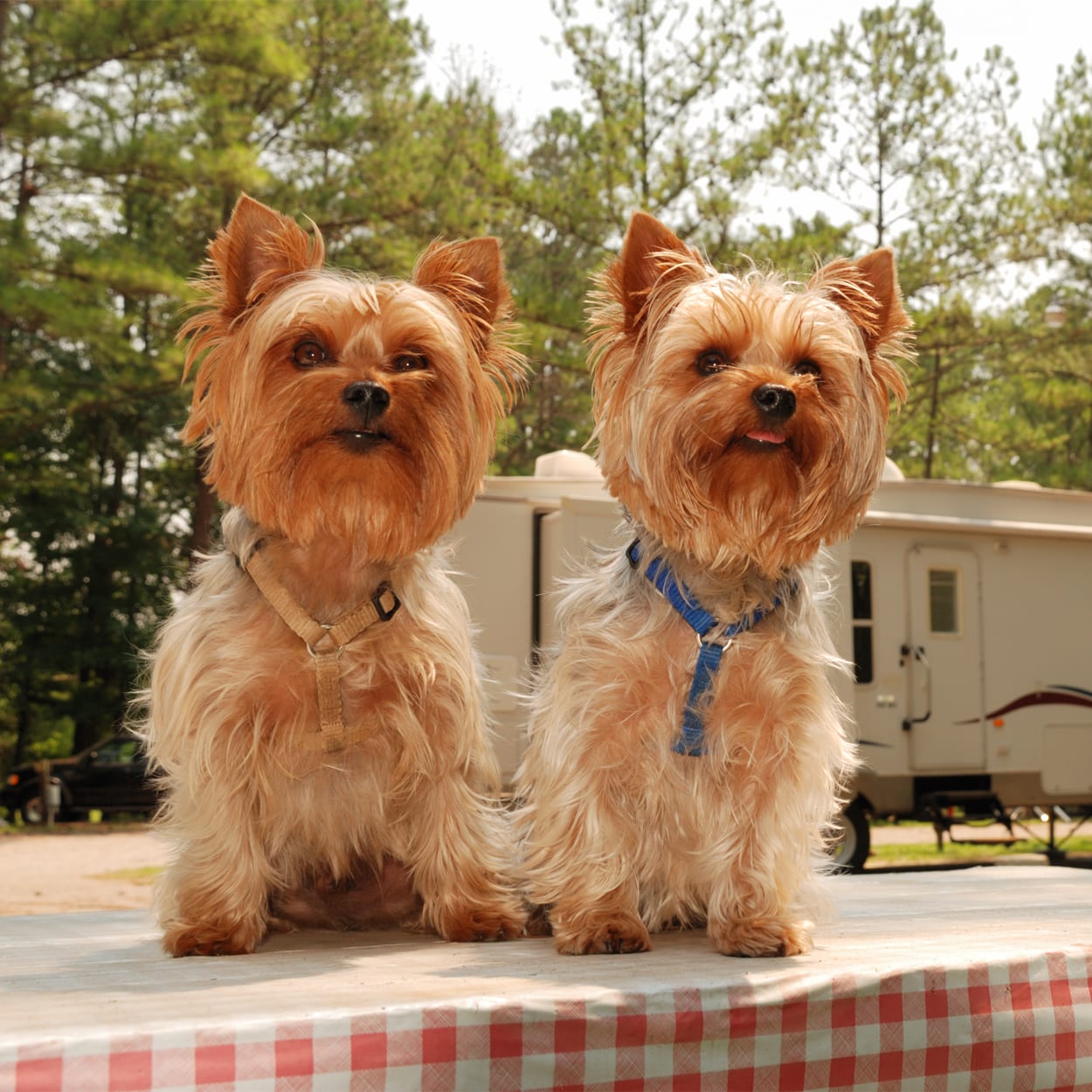 Camping Yorkies sitting on picnic table in campground.